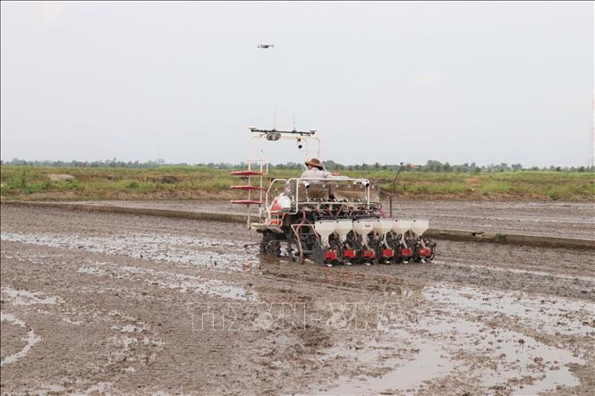Trên địa bàn TP.Cần Thơ, các khâu khác như gieo sạ, cấy và chăm sóc đạt tỷ lệ khoảng 90%, trong khi việc ứng dụng thiết bị bay không người lái (drone) để phun thuốc và bón phân đã chiếm tới 50% diện tích. (Ảnh: Thu Hiền/TTXVN)